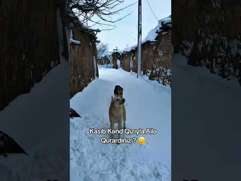 Kanala Abunə Olmağı Unutmayın #animals