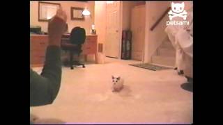 Kitten does backflip