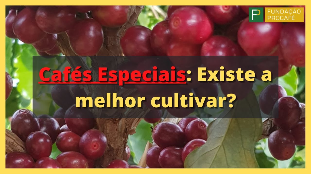 Podcast #10 - Cafés Especiais: Existe a melhor cultivar?