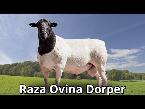 , title : 'Raza ovina Dorper: La raza de ovejas que llenará tus bolsillos'