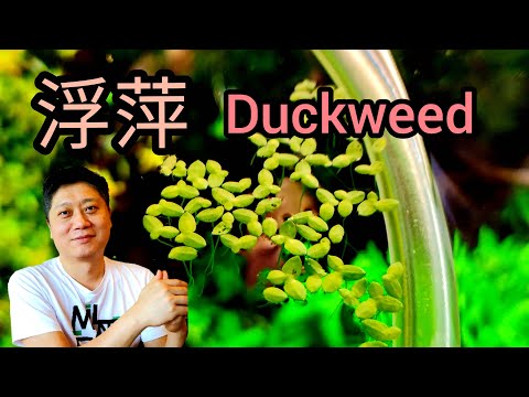 無根浮萍