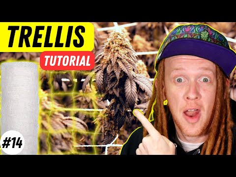 How To Use A Trellis Net To Get Bigger Buds
