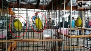 Download lagu Pleci gacor dorrr adu materi satu kandang mp3 Download lagu Pleci gacor dorrr adu materi satu kandang mp3
