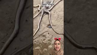 Download lagu Jellyfish catfish #shorts #feedshorts mp3 Download lagu Jellyfish catfish #shorts #feedshorts mp3