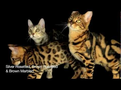 Introduction To Bengal Cats Part 1: Colours and Markings