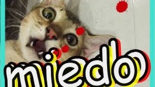 explosion de risa vida en argentina buenos aires es asi?si como non visto!?argentine mania sub4sub