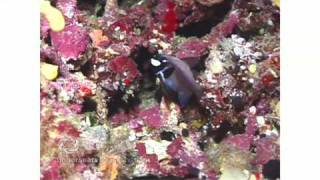 Flashlight fish, spooky-looking nocturnal fish, bioluminescent "eyes"