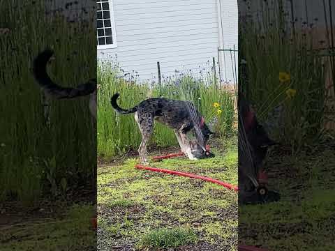 Judy the Catahoula Leopard Dog Joyful in Nature! #catahoulaleopard #catahoulapuppy