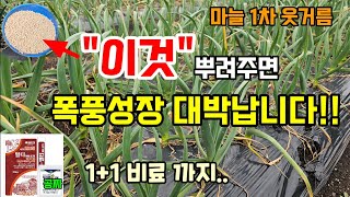 마늘1차 추비 웃거름방법 이걸 뿌려줬더니 폭풍성장 벌레도 없어요 "1+1 비료가 공짜" 월동후 마늘 관리 #…