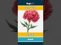 carnation - clavel video thumbnail
