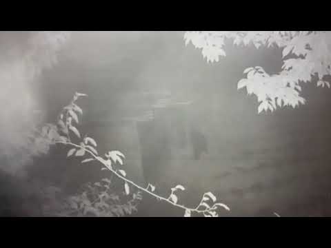 霧鹿村邱姓村民雞舍外監視器拍攝到臺灣黑熊出沒