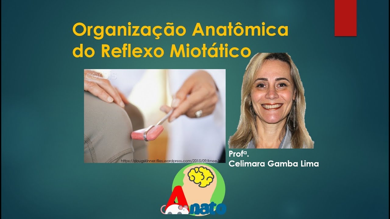 Neuroanatomia - Reflexo Miotático - Prof. Celimara