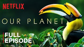 Our Planet | Forests | FULL EPISODE | Netflix