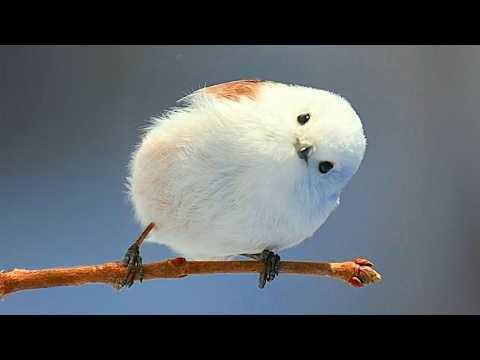 Cute Baby Animals Surprise Everyone as Little Comedians 😂