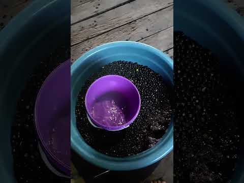 Reserva Extrativista do Rio Cajari, extremo sul do Amapá, município de Vitória do Jari