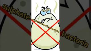 How to get rid of rotten egg smell from hot water. eliminate sulfur smell from water #shorts