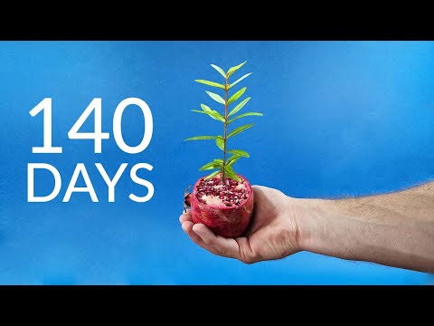 140 Days in Less Than 2 Minutes- Pomegranate Time Lapse