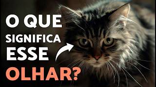 Porque é que os GATOS OLHAM FIXAMENTE para NÓS? 👁️👁️ (5 razões)