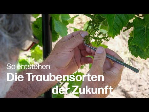 Die Traubensorten der Zukunft: PIWI-Rebenzüchtung mit Valentin Blattner