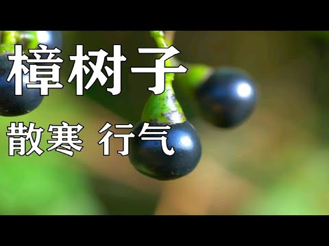 樟樹子