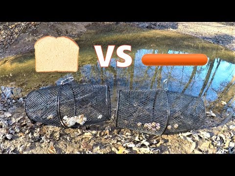 BEST Minnow Trap Bait - BREAD vs HOT DOG (which catches more?)