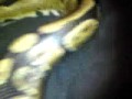 My Pet Snake