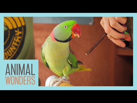 Training Our Alexandrine Parakeet
