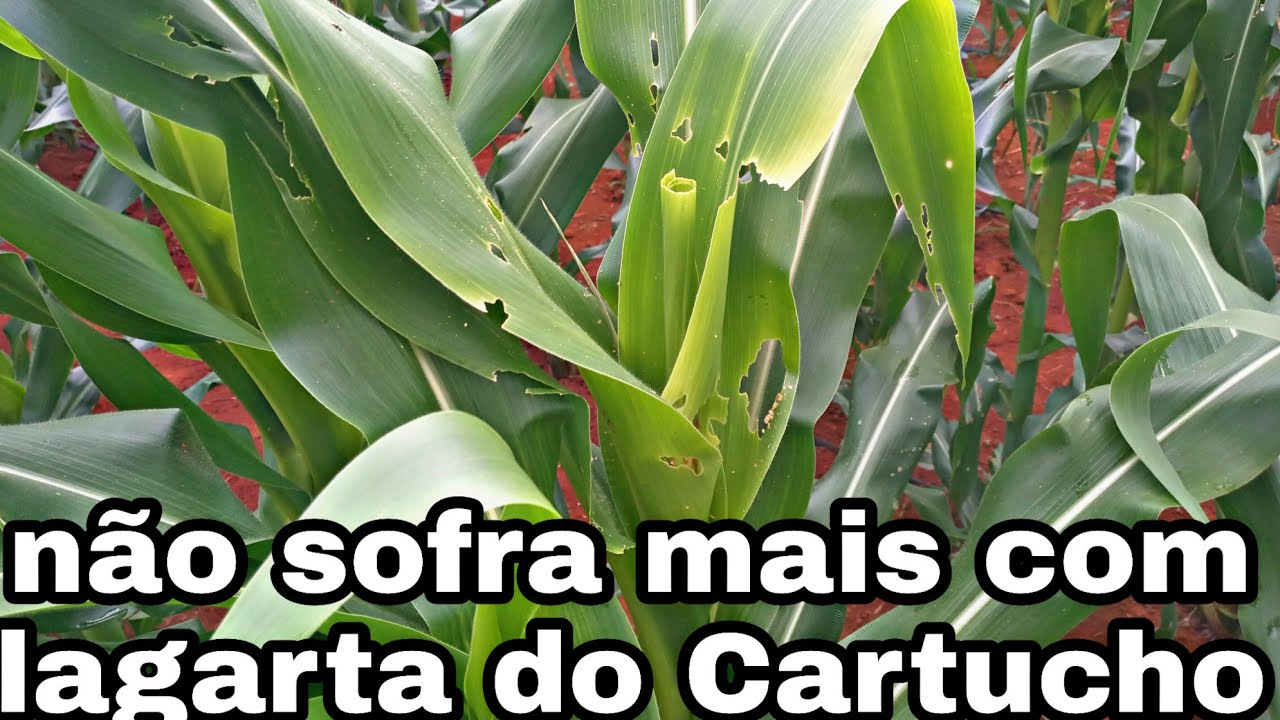 Dicas: como acabar com a largata do cartucho.