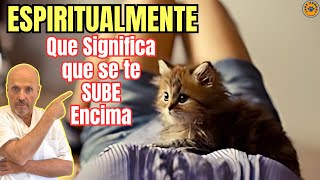 💝 ¿QUE SIGNIFICA QUE UN GATO SE TE SUBE ENCIMA ESPIRITUALMENTE? 💝