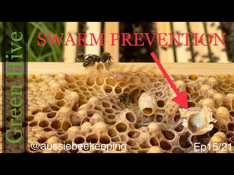 Aussie Bee Keeping - So Many Queen Cells - Swarm Prevention - Green Hive 9th October 2021