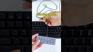 Download lagu Tiny Keyboard Family mp3