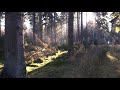 Forest Stock Footage No Copyright