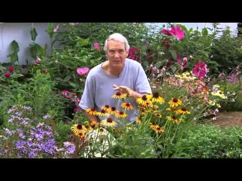 download lagu mp3 mp4 Flame Thrower Coneflower, download lagu Flame Thrower Coneflower gratis, unduh video klip Flame Thrower Coneflower