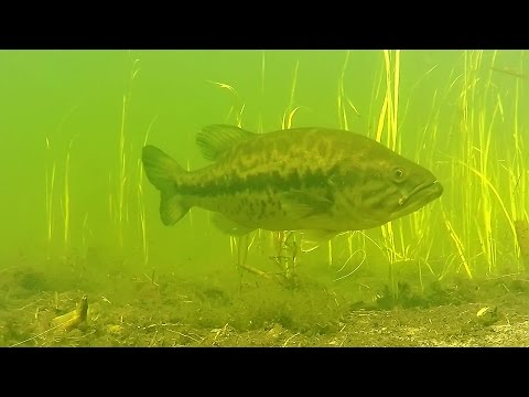 Underwater Bass Fishing Catches + Pond Hopping !!
