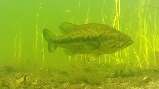 Underwater Bass Fishing Catches + Pond Hopping !!