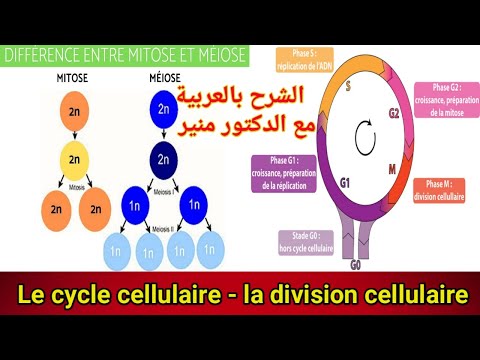 le cycle cellulaire la mitose et la meiose