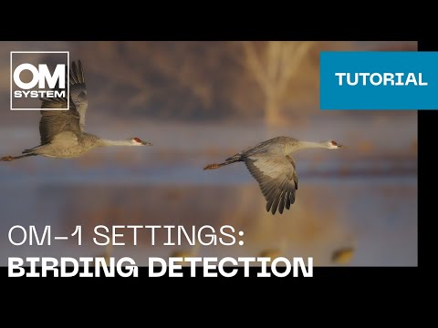 OM-1 & OM-1 Mark II Settings: Birding detection