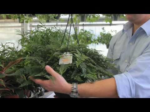 YouTube video about: Are exotic angel plants toxic to cats?