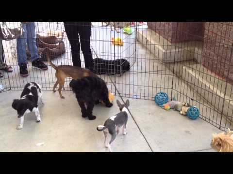 Romeo, an adopted Bichon Frise & Poodle Mix in Grover Beach, CA_image-1