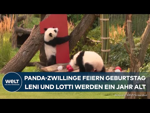 BERLINER ZOO: Panda-Zwillinge feiern Geburtstag - Warum diese Bären etwas Besonderes sind