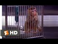 The Andromeda Strain 1971 Animal Testing Scene 6 10 Movieclips