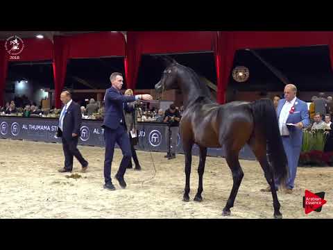 N.97 MARWADEE DEL MAR - Lier 2018 - 3 Years Old Colts (Class 6)