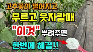 고추꽃이 떨어지고 무르고 웃자랄때 이렇게 해주면 간단히 해결됩니다 #고추농사