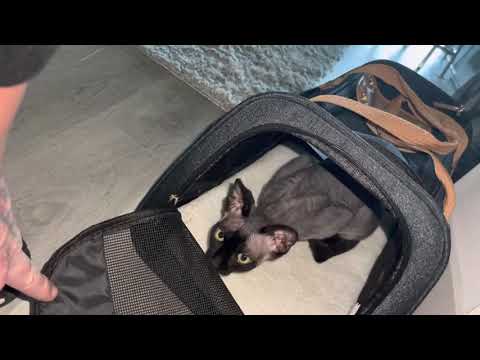 Sphynx cat ready to go for a ride and closes the carrier door.