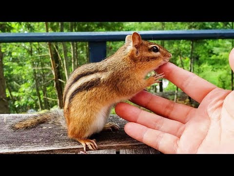 소리내는 야생 다람쥐를 입 막으면서 달래보기 Video