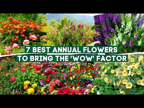 7 Best Annual Flowers and Plants to Bring the 'Wow' Factor 🌻✨🌹