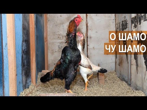 Бойцовые куры пород О Шамо и Чу Шамо. Птицеводческое хозяйство Натальи Мамедовой