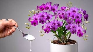 I poured a spoonful into the roots! Suddenly orchids bloom many magical flowers