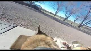 Sen and Chester waiting to go for a walk with GoPro dog harness.