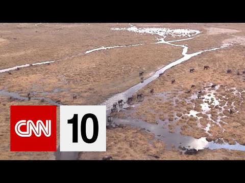 如何從空中調查大象 (How To Survey Elephants From The Air)